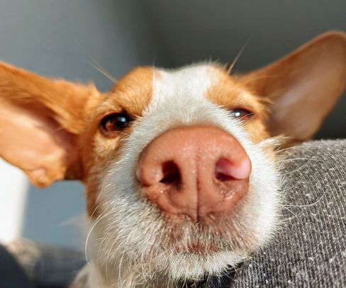 Wie verhalten sich Hunde, wenn sie Krankheiten riechen?